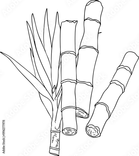 Vector line illustration of fresh cut sugarcane pieces, juicy sugar cane stalks slices showing fibrous sweet interior, tropical street food snack, natural raw cane sugar, exotic refreshment