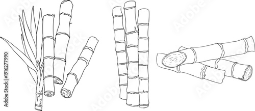 Vector line illustration of fresh cut sugarcane pieces, juicy sugar cane stalks slices showing fibrous sweet interior, tropical street food snack, natural raw cane sugar, exotic refreshment