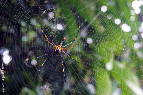фотографія Golden silk weaver spider, the largest web weaver species in the world due to it