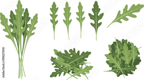 Arugula Rocket Salad Leaves Vector Set with Fresh Organic Green Herb Bunch and Isolated Foliage for Healthy Food Design