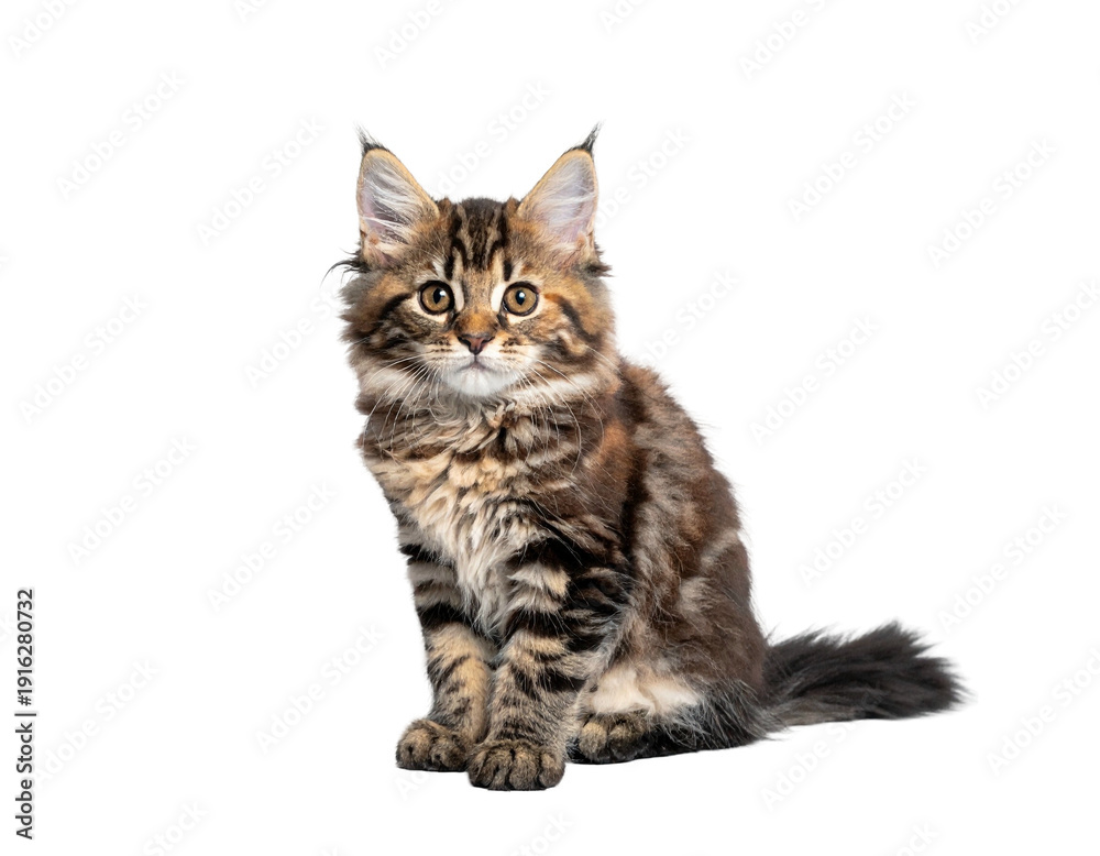 Fototapeta premium Curious fluffy tabby kitten with striped fur sitting calmly and looking at the camera
