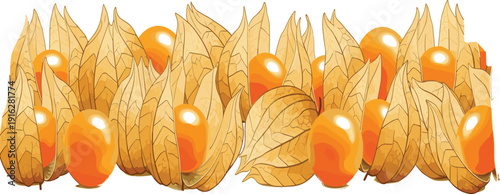 Cape Gooseberry Physalis Fruit Set with Husk Golden Berries Exotic Tropical Organic Healthy Food Ingredient Vector Illustration