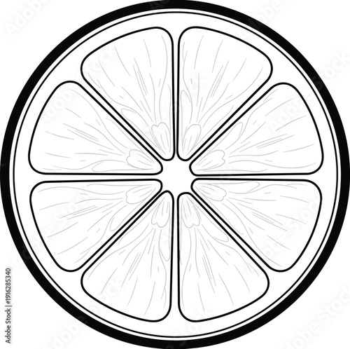 "Detailed citrus fruit slice illustration, black and white line drawing of lemon or orange segments, stylized rind and pulp texture, educational botanical artwork"