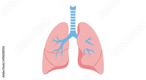 Human Lungs Anatomy Illustration - Respiratory System