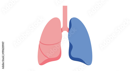 Human Lungs Anatomy Illustration