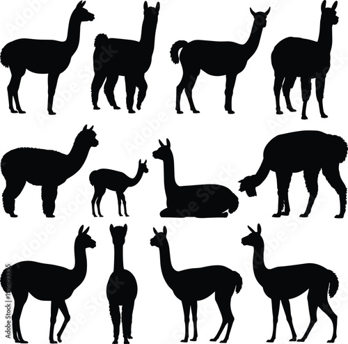 Llama alpaca silhouettes set farm animal flat vector illustration isolated on white background livestock clipart collection bundle design