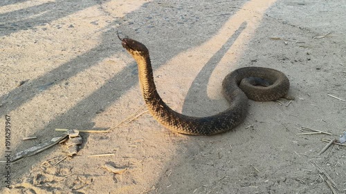 Checkered keelback or Fowlea piscator snake. It is known commonly as the Asiatic water snake and Xenochrophis piscator .  The species is endemic to Asia. It is non-venomous snake. I