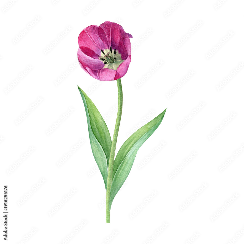 Obraz premium Watercolor of pink tulip. Hand-painted bright spring flower with leaves on a white background. Good for postcards, invitations, greeting cards.