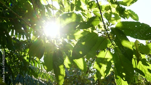 Kratom leaves Kratom sapling (Mitragyna speciose) green Is a type of drug. are a traditional herbal medicine for locals in Thailand.