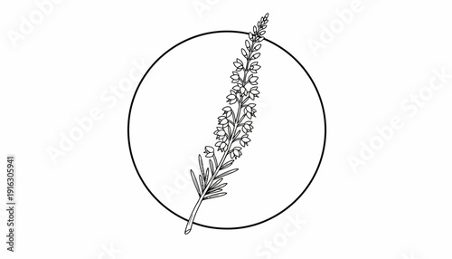 Minimalist Line Art Circle with Lavender Flower Stem, Botanical Illustration
