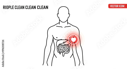Human Anatomy: Digestive System and Heart Health, Medical Illustration