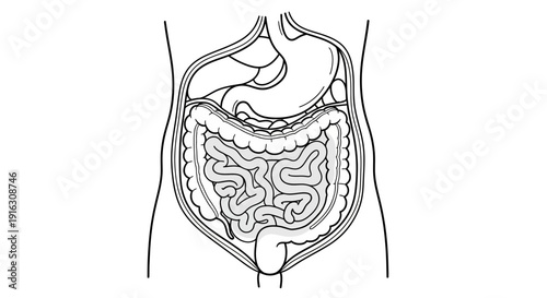 Human Digestive System Anatomy Illustration: Stomach, Small and Large Intestines