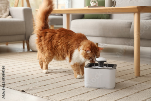 Cuadro en lienzo Cute ginger cat drinking water from automatic pet fountain on floor in living ro