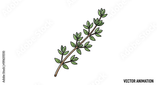 Hand-drawn illustration of a thyme sprig with green leaves on a white background