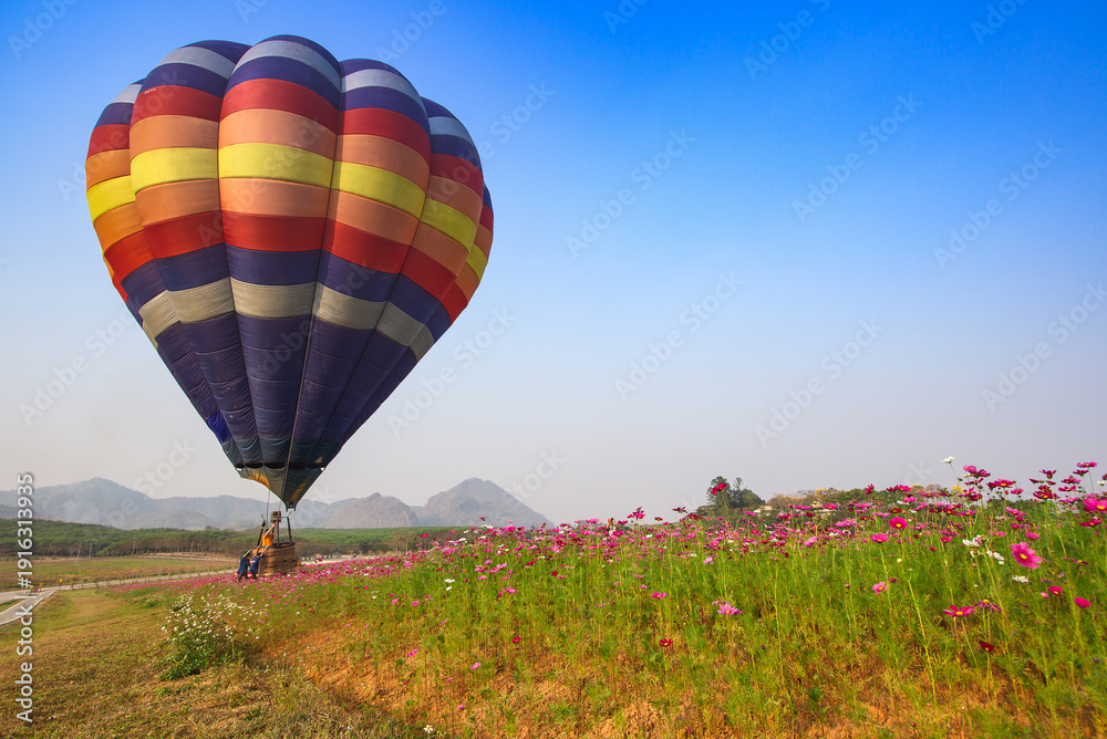 Fototapeta premium Colorful hot air balloon in the cosmos flower garden.