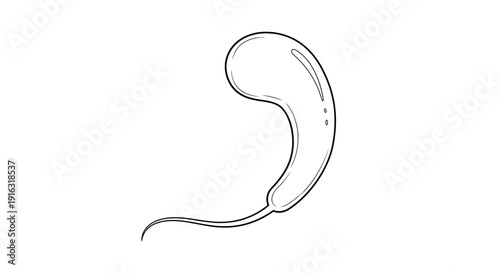 Vibrio cholerae bacterium illustration, curved rod shape with flagellum, scientific outline drawing