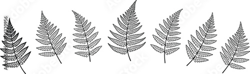 Fern leaf botanical illustration set, detailed hand drawn foliage silhouettes for nature, herbal design, vintage decor and eco branding, vector illustration