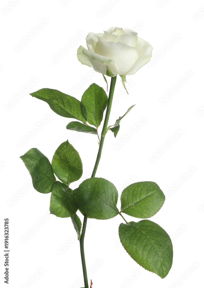 Obraz premium Beautiful rose flower on white background