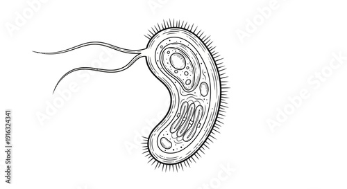 Microscopic organism with flagella, illustration