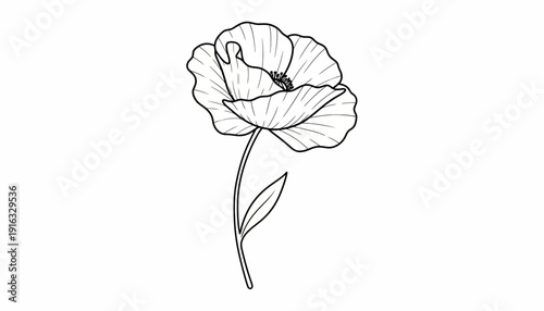 Elegant Poppy Flower Outline Drawing, Minimalist Botanical Illustration
