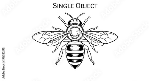 Detailed Black and White Illustration of a Honey Bee