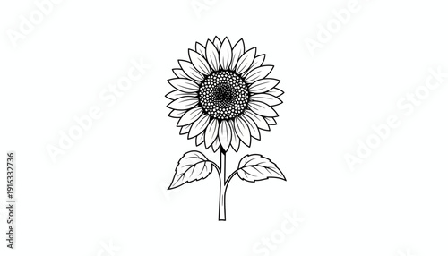 Black and White Sunflower Line Art Illustration, Simple Botanical Drawing, Isolated on White Background