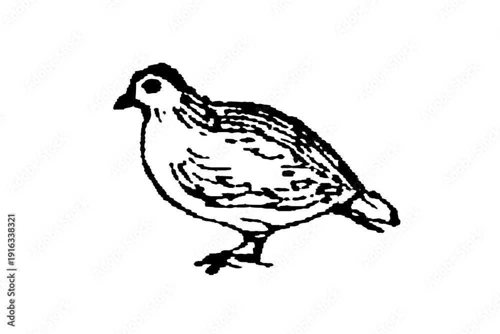 Obraz premium Partridge, a small bird with a rounded body and short beak against a plain background, old vintage illustration, 1897.
