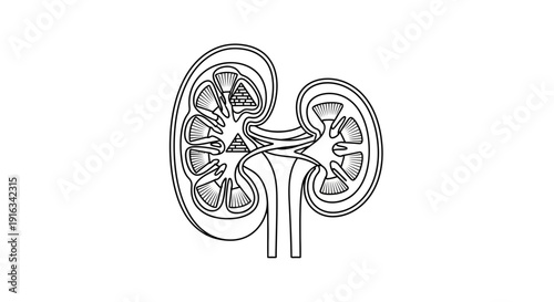 Kidney Cross Section Anatomy Diagram - Medical Illustration