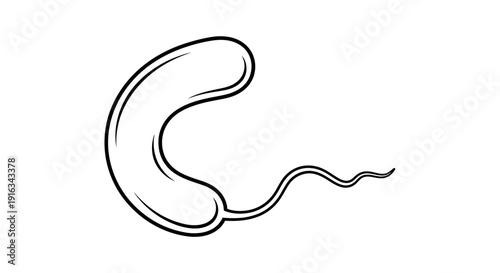 Curved Rod Bacteria Microbe with Flagellum, Scientific Illustration