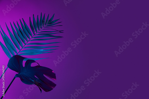 Neon tropical monstera and ...