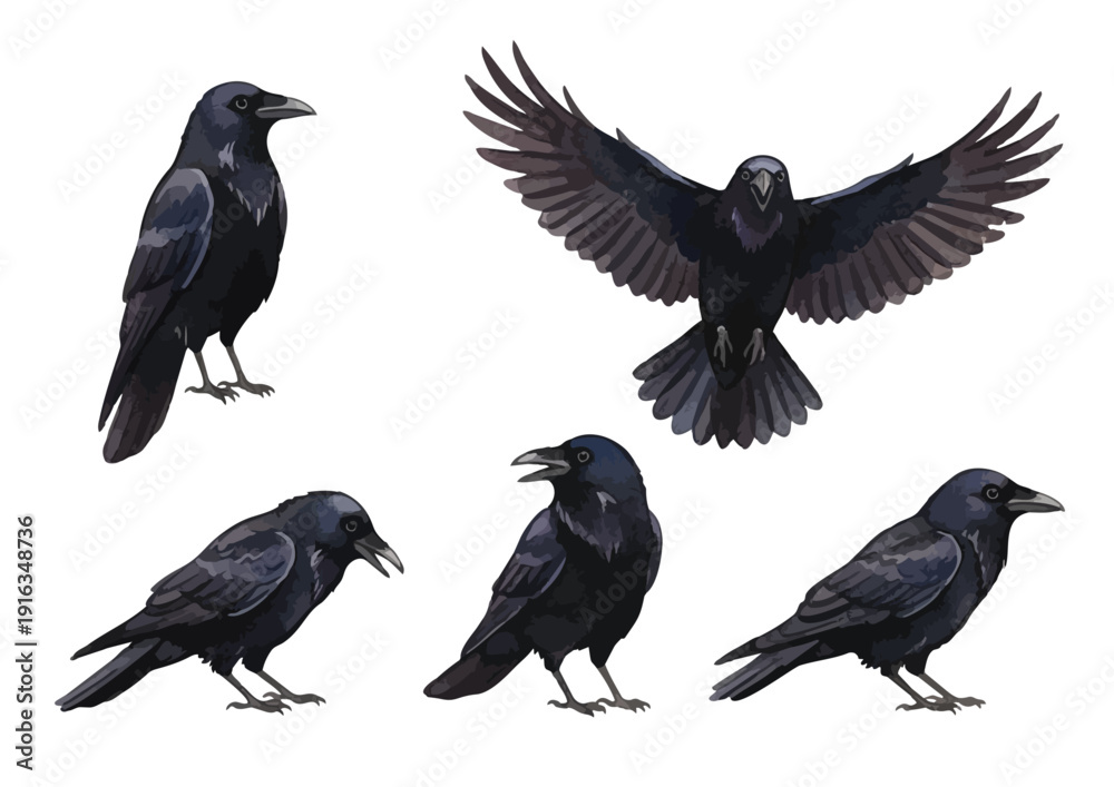 Fototapeta premium Watercolor Crow Illustration
