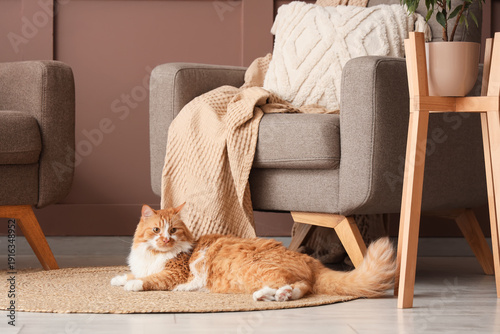 Cute fluffy cat lying on ru...