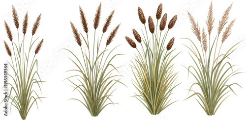 Wild reed grass collection set, autumn meadow botanical plants, natural foliage elements for landscape decoration design, flat vector illustration