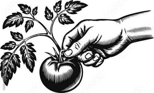 Hand picking ripe tomato from plant branch with leaves in vintage engraving illustration
