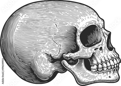 Detailed vintage human skull illustration in side view with engraved line art