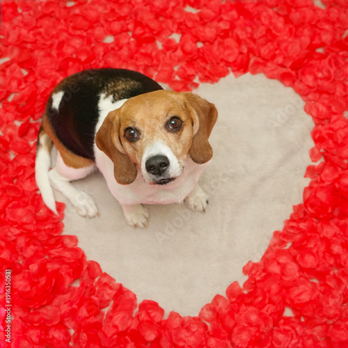Beagle dog sitting on the white fur with heart shaped space of red rose petals, looking up, Valentines day photoshoot