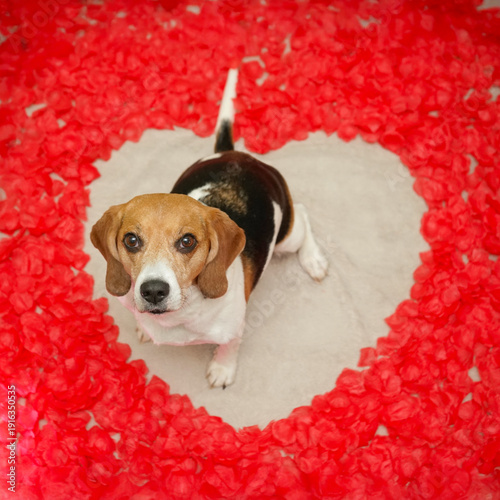 Beagle dog sitting on the floor, heart shaped space with red rose petals, looking up, Valentines day photoshoot