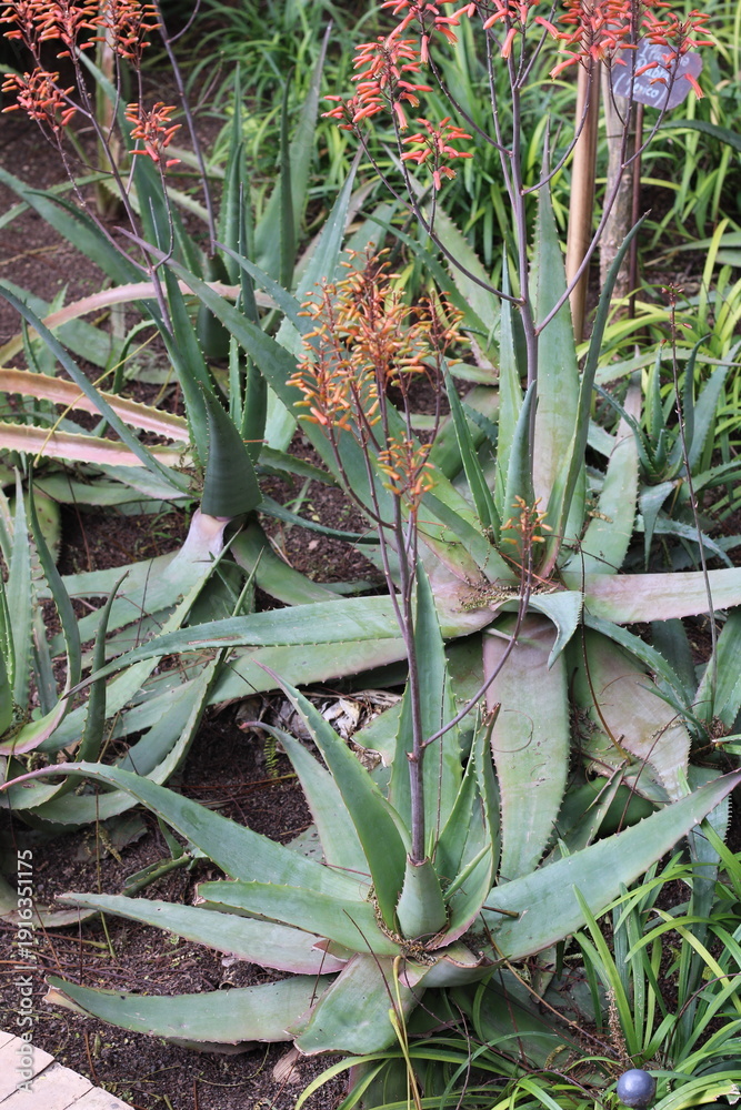 Obraz premium Dwala aloe, African bushveld aloe, Malawiische Felsenaloe, Aloe chabaudii, Asphodelaceae