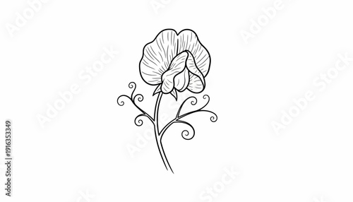 Hand-drawn sketch of a delicate sweet pea flower with curling tendrils on a white background.