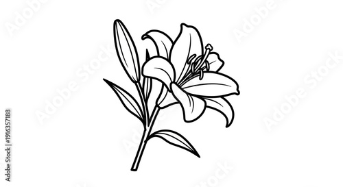Elegant Lily Flower Line Art Illustration