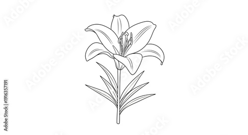 Elegant Lily Flower Outline Drawing Vector Illustration