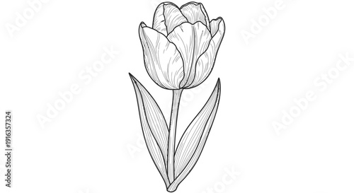 Elegant Tulip Flower Drawing, Black and White Botanical Illustration, Vintage Style Line Art
