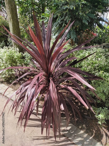 Cabbage palm, Chou palmiste, Cordyline australis purpurea, Asparagaceae