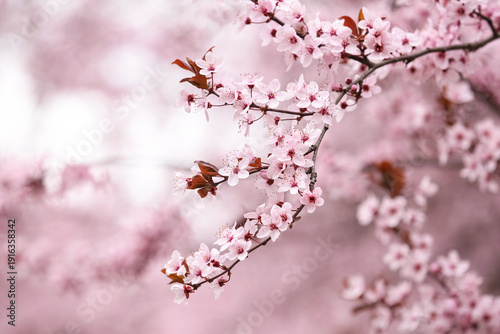 Beautiful blossoming tree b...