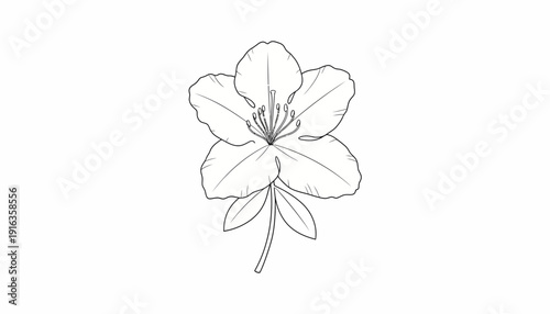 Black and White Outline Drawing of a Single Rhododendron Flower with Leaves