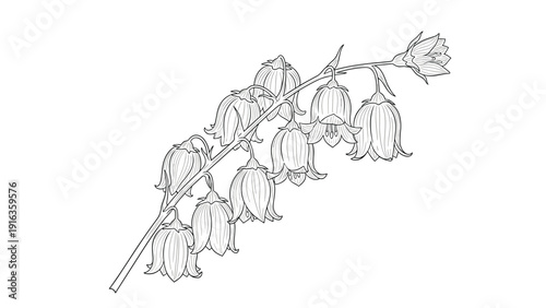 Fine line drawing of a curved plant branch with hanging bell-shaped flowers and detailed shading on a white background.