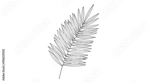 Detailed black and white sketch of a palm frond with long thin leaves is oriented diagonally across the white frame.