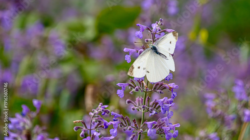 花にとまるモンシロチョウ