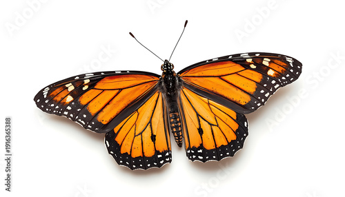 A vibrant monarch butterfly with striking orange and black wings displayed against a plain background isolated on white background, Vector
