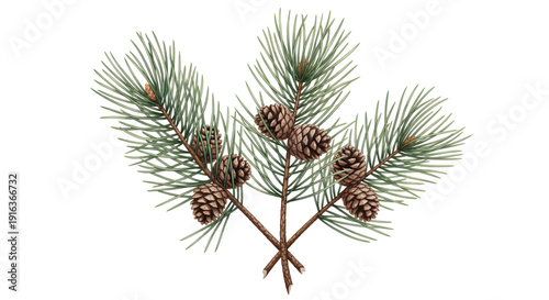 Professional watercolor illustrator set of Pinus pinaster maritime pine branches with attached cones, carefully composed in frontal arrangement. Soft translucent watercolor layers combined with precis